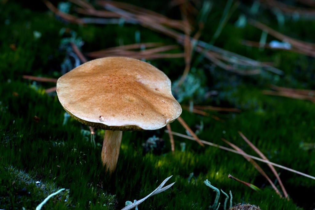 Oisterwijkse Bossen en Vennen Kampina natuurgebied natuur hdr oisterwijk Nationaal park Landschap Het Groene Woud hei heide bossen natuurmonumenten brabant